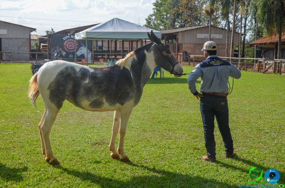 Filename=DSC_8280.jpg
Filesize=380KiB
Dimensions=960x636
Date added=Oct 26, 2025 DSC_8280.jpg