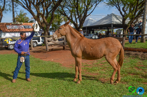 Filename=DSC_8286.jpg
Filesize=398KiB
Dimensions=960x636
Date added=Oct 26, 2025 DSC_8286.jpg