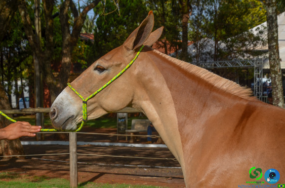 Filename=DSC_8302.jpg
Filesize=257KiB
Dimensions=960x636
Date added=Oct 26, 2025 DSC_8302.jpg