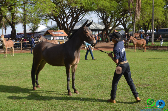 Filename=DSC_8342.jpg
Filesize=386KiB
Dimensions=960x636
Date added=Oct 26, 2025 DSC_8342.jpg