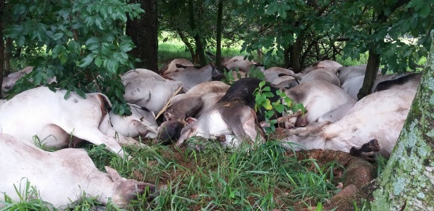 Raio atinge fazenda no interior de São Paulo e mata 84 bois